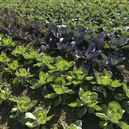 Agra Mater * Colmurano